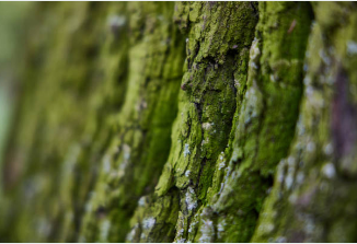 스타링크 관련주