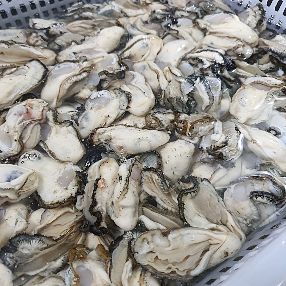 생굴, 깐굴 또는 알굴