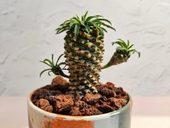 괴마옥 기르기, 번식, 자르기, 물주기, 삽목, 꽃, 꽃말_32