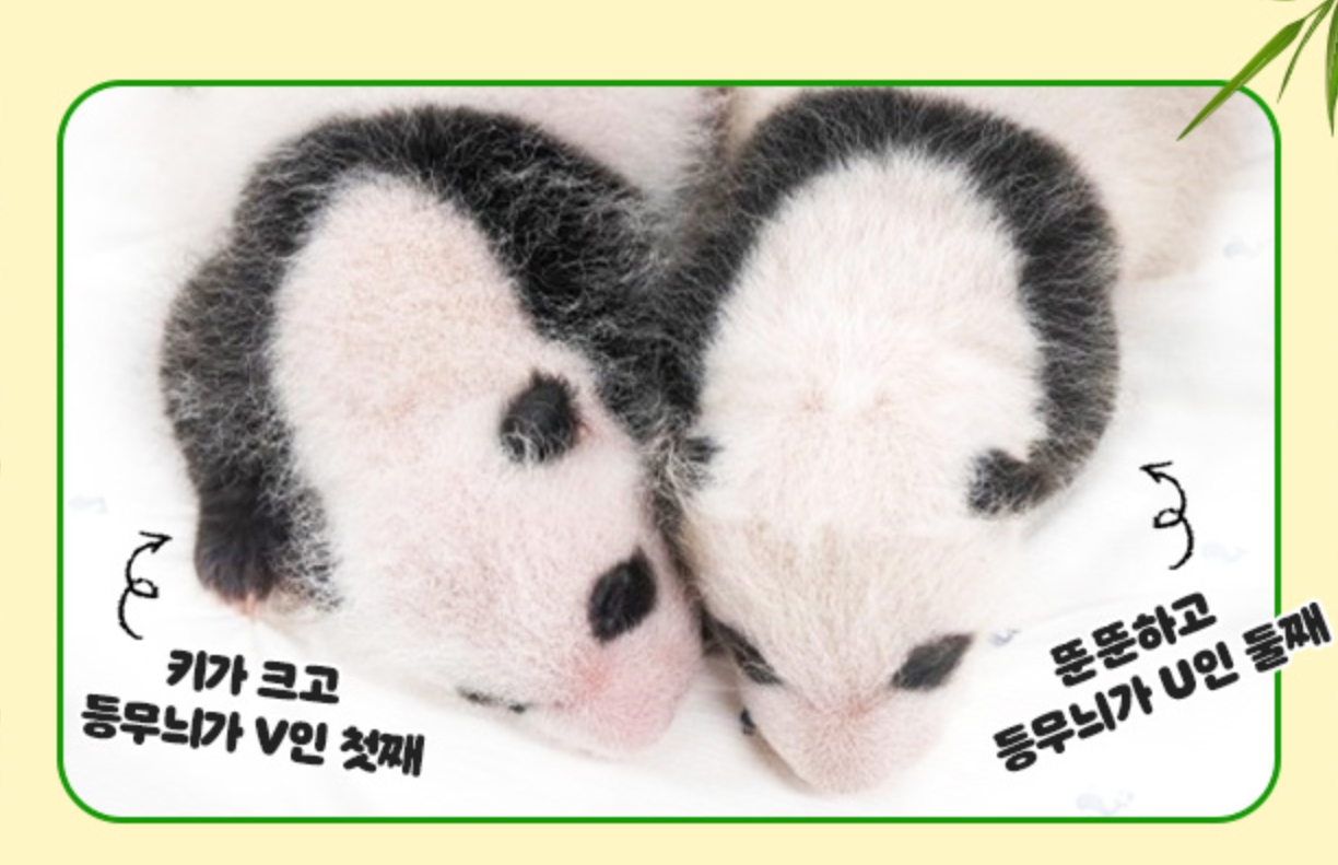 푸바오 쌍둥이동생