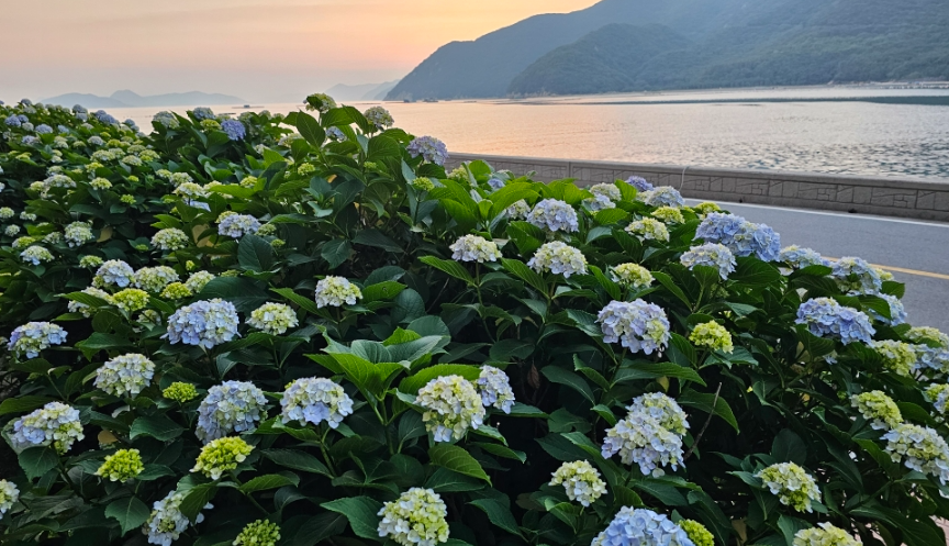 거제 남부면 저구항 수국동산