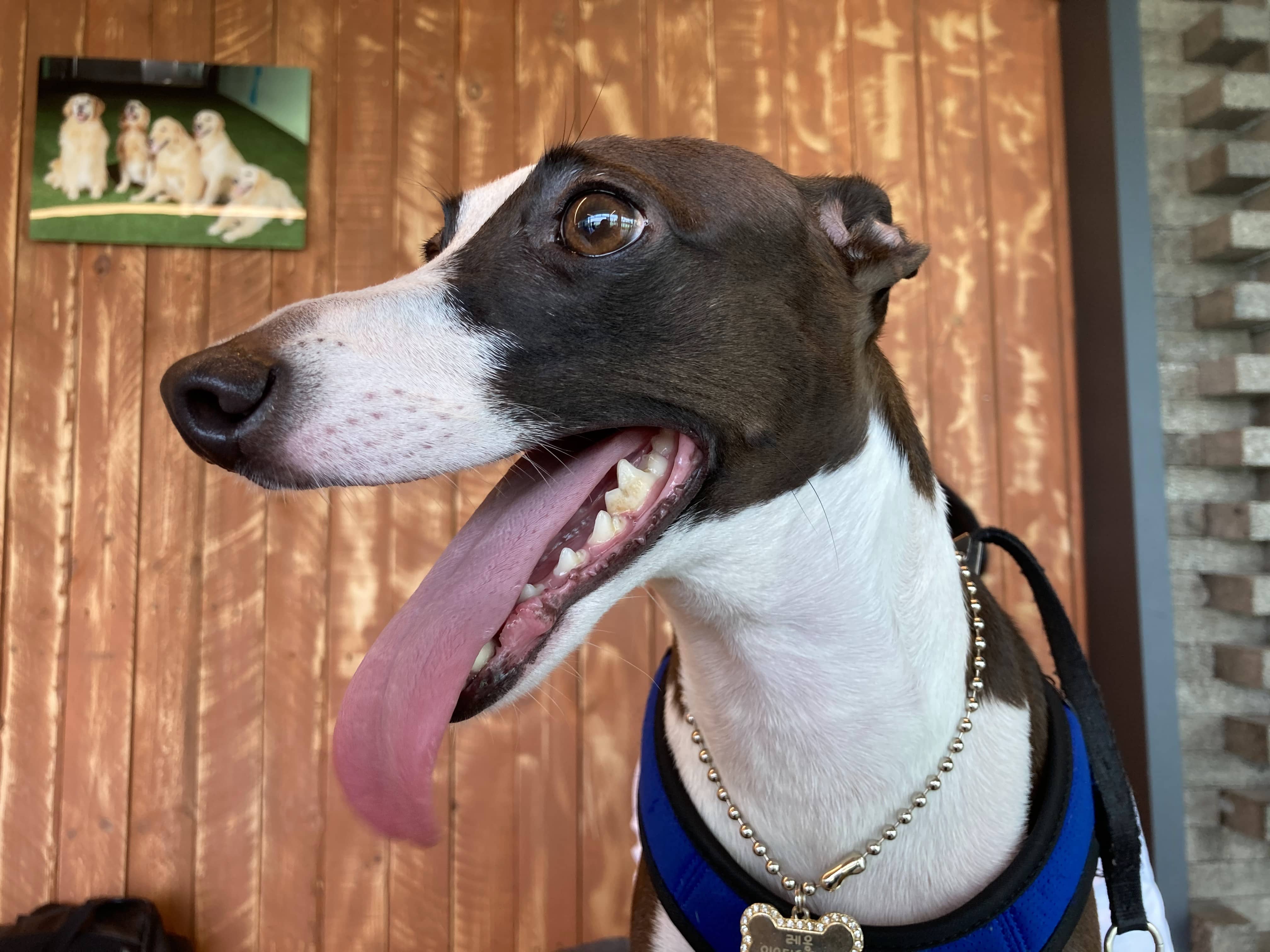 강아지의 털 관리: 계절별 케어 가이드