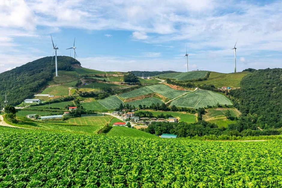 안반데기 마을 배추밭