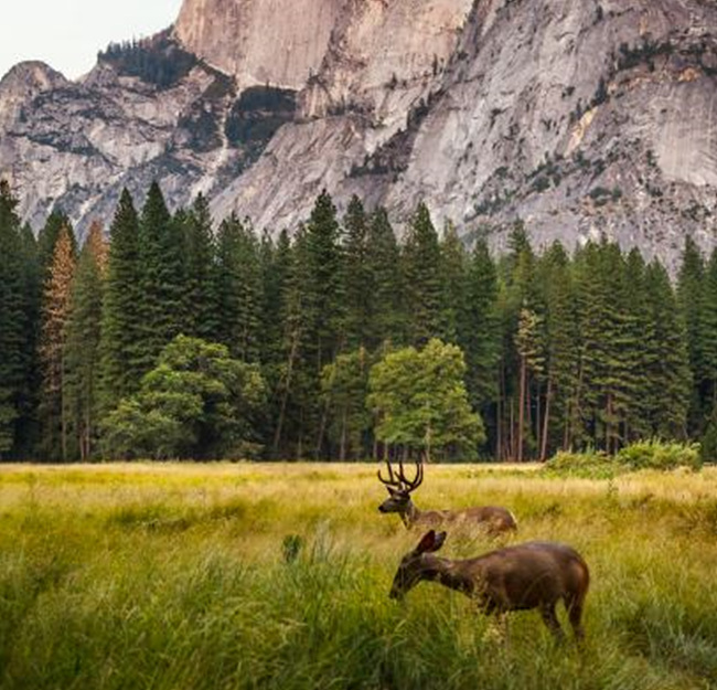 평온한 산과 자연에 뛰어노는 사슴 사진,출처: unsplash 제공