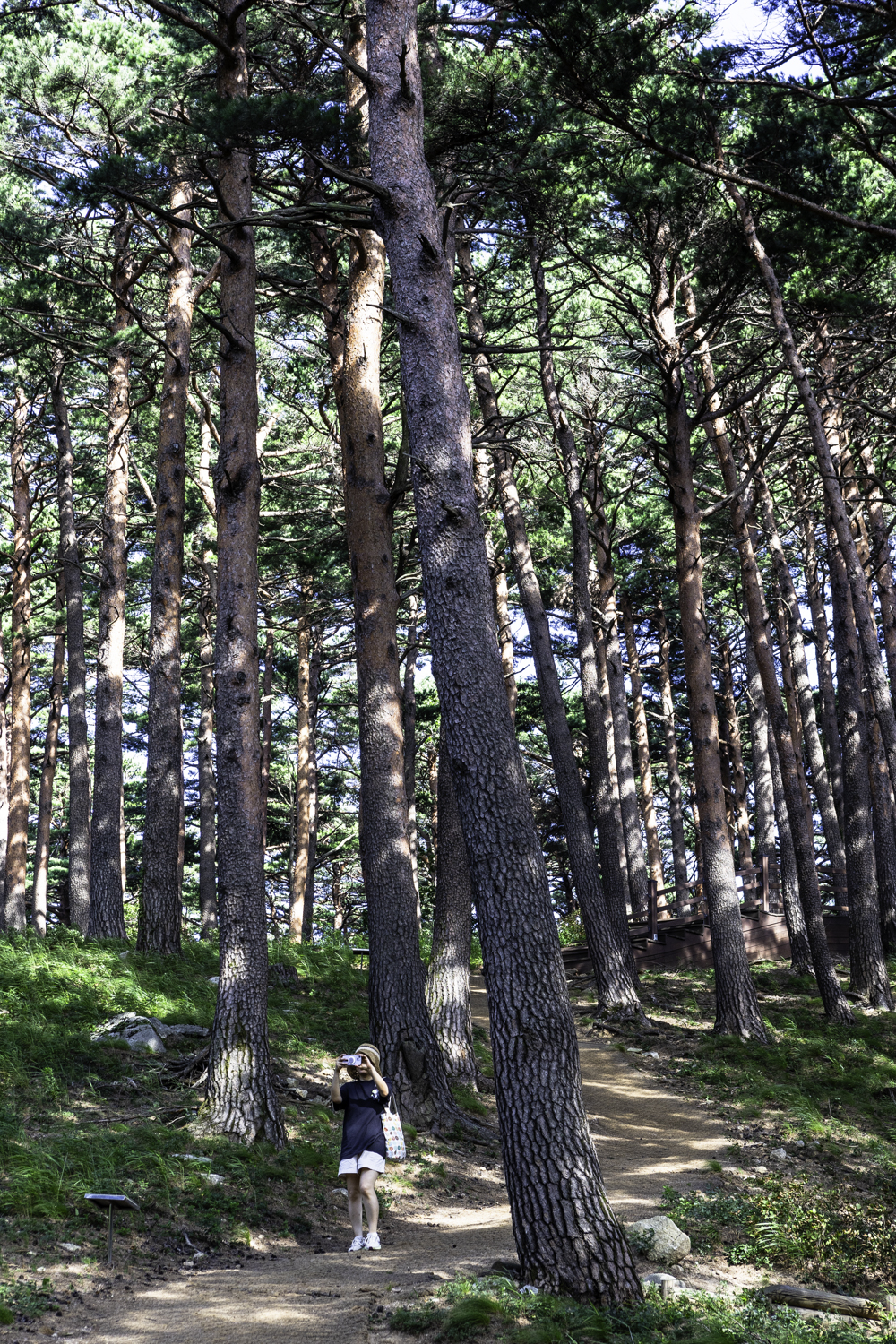 대관령소나무길