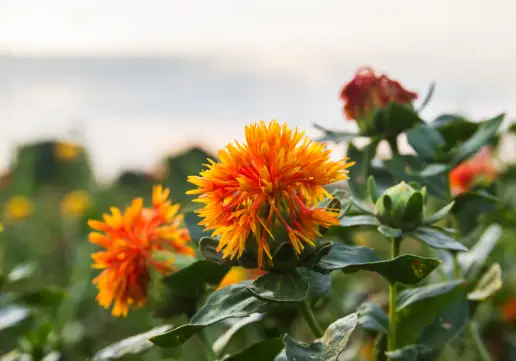 홍화씨 효능 및 부작용, 먹는방법