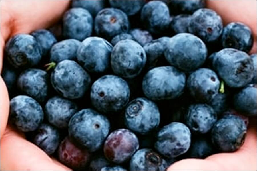 블루베리 효능 10가지