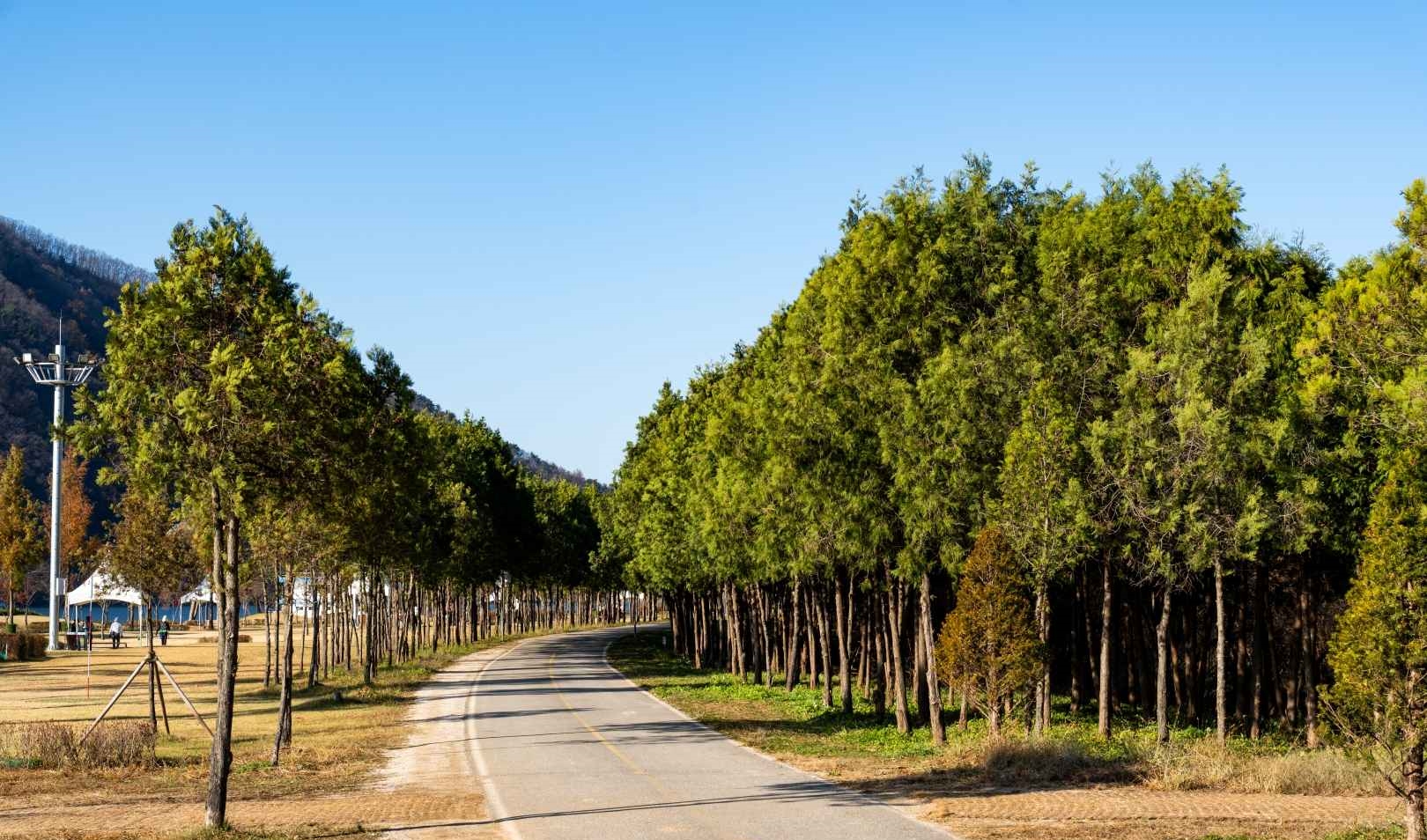 거례리 사랑나무