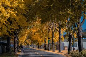 충남 은행나무 길