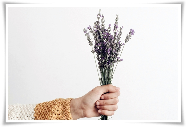 &quot;라벤더&quot; 향긋한 보랏빛 유혹, 자연이 선물하는 힐링과 영감의 향기!