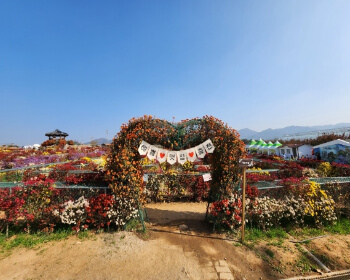 서산 국화축제_4