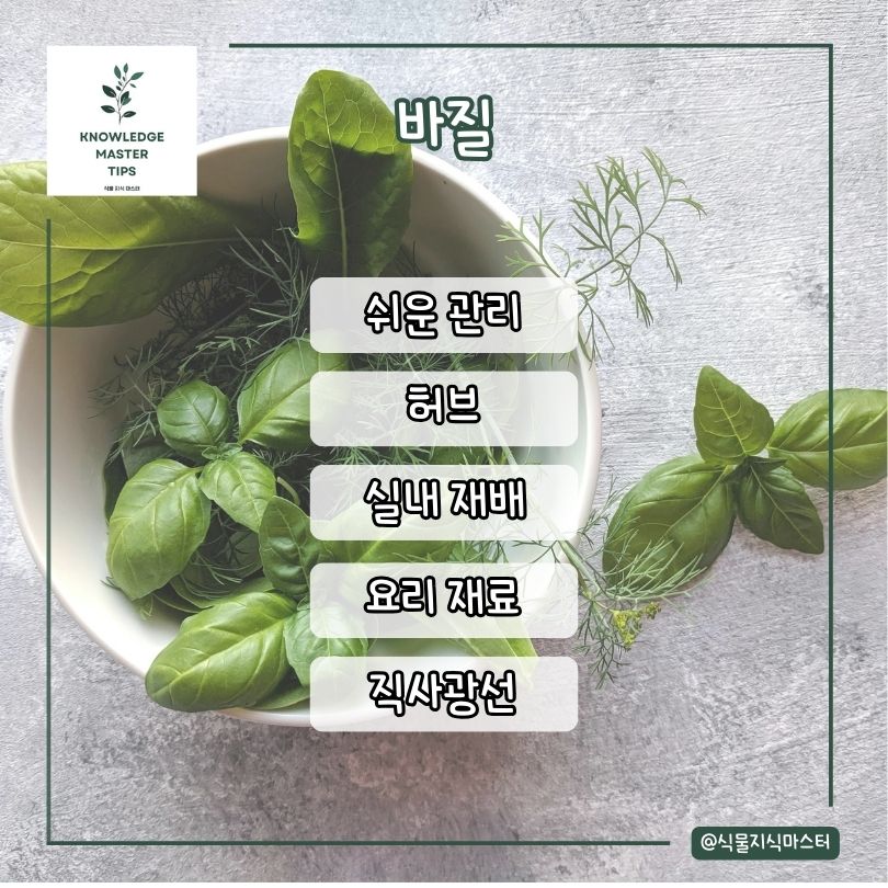 바질 소개