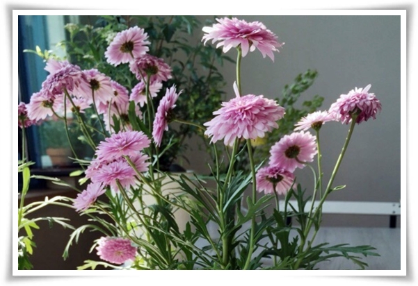 &quot;마가렛&quot; 상큼함으로 일상을 물들이는 꽃, 키우기부터 활용까지 완벽 가이드!