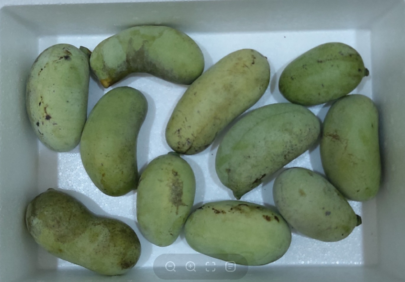 포포열매-논산-포포나무열매-더좋은농원