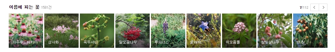여름의 끝자락을 장식하는 상사화와 도라지꽃의 우아한 자태