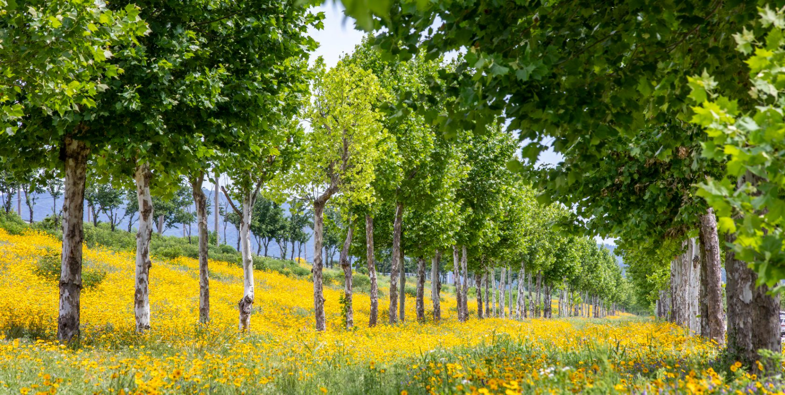 금계국 꽃 명소 생태교란종 파종시기 큰금계국 구별