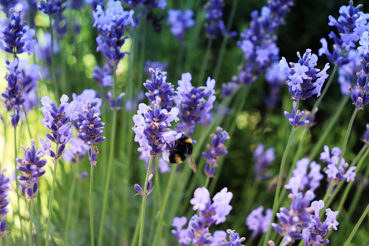 거제 지세포진성 꽃동산