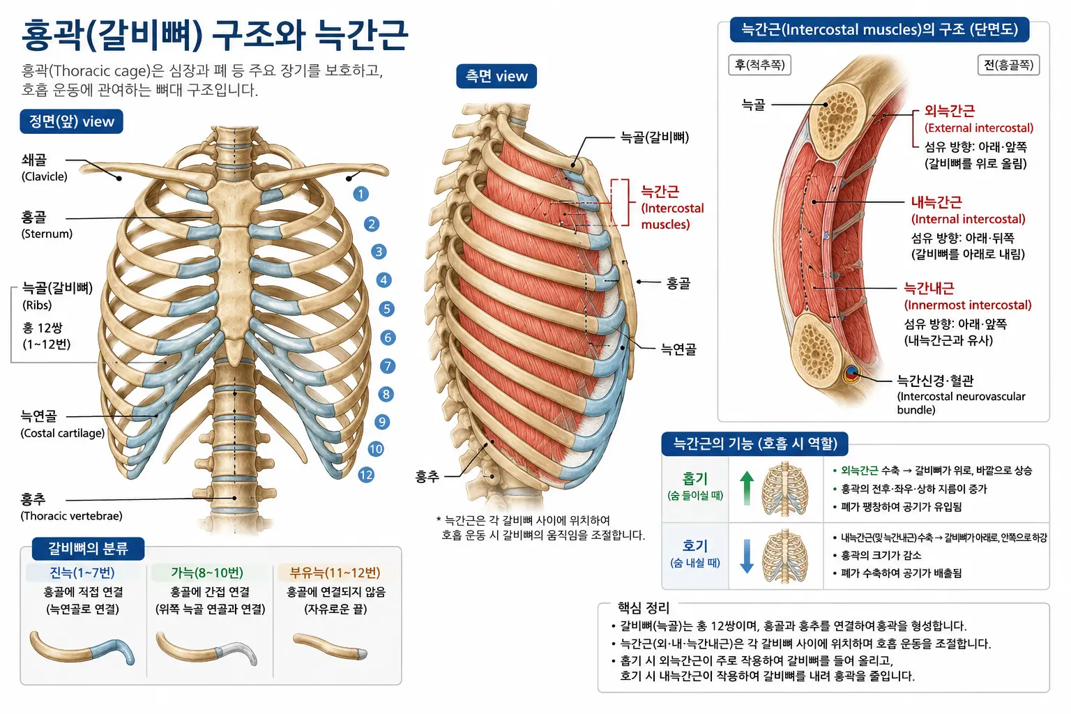 갈비뼈와 늑간근 위치를 보여주는 흉곽 구조 이미지