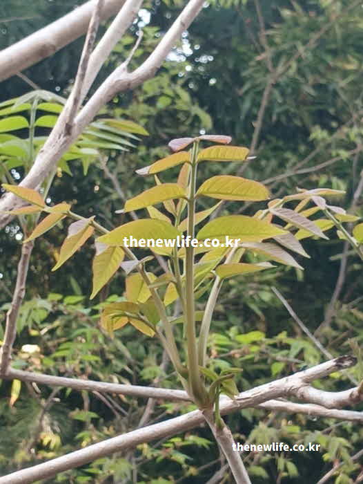 가죽나물 효능 피로 해소 사포닌 비타민C