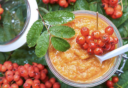 마가목 효능 부작용 먹는 방법 재배 열매, 나무 총정리