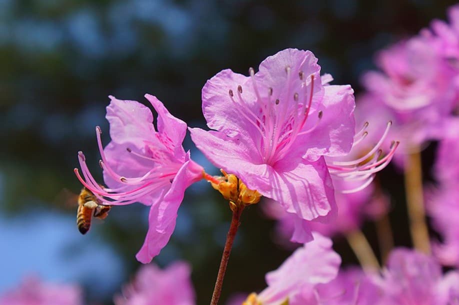 “진달래인 줄 알고 먹었는데”…봄철 꽃, 이건 절대 먹지 마세요! : 진달래와 철쭉 구별 어떻게 할까? - 진달래