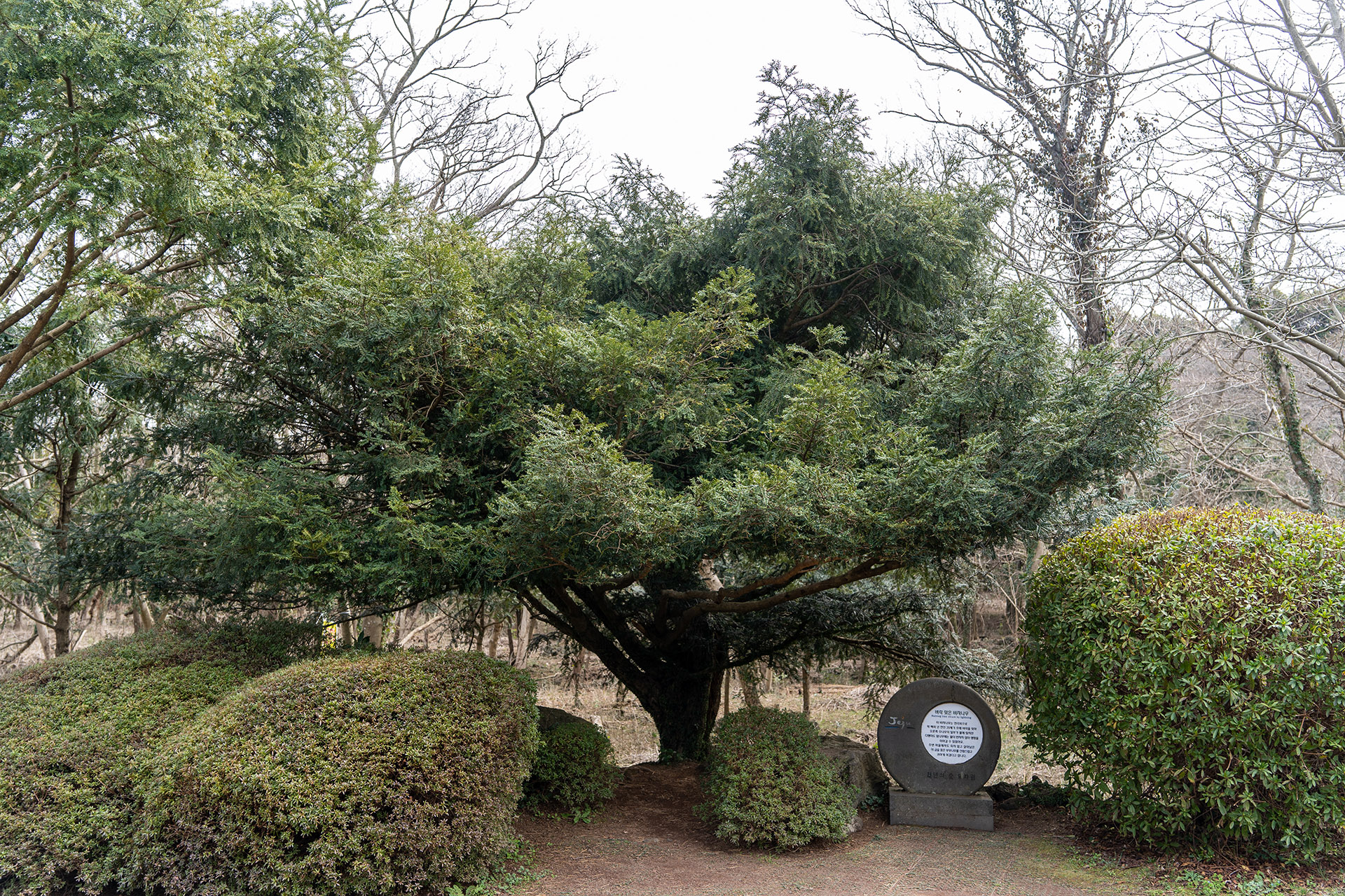 비자림 벼락 맞은 비자나무