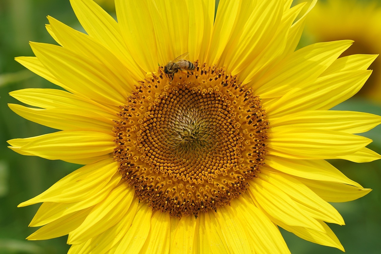 함안 강주 해바라기 축제