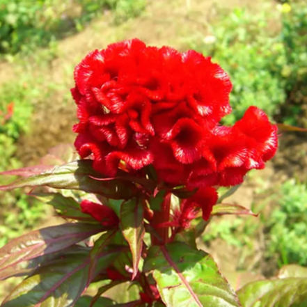 맨드라미 이미지