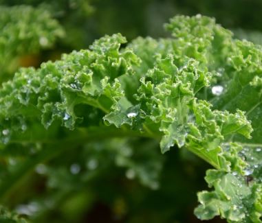 시금치&amp;#44; 케일&amp;#44; 아스파라거스 등의 녹황색 채소