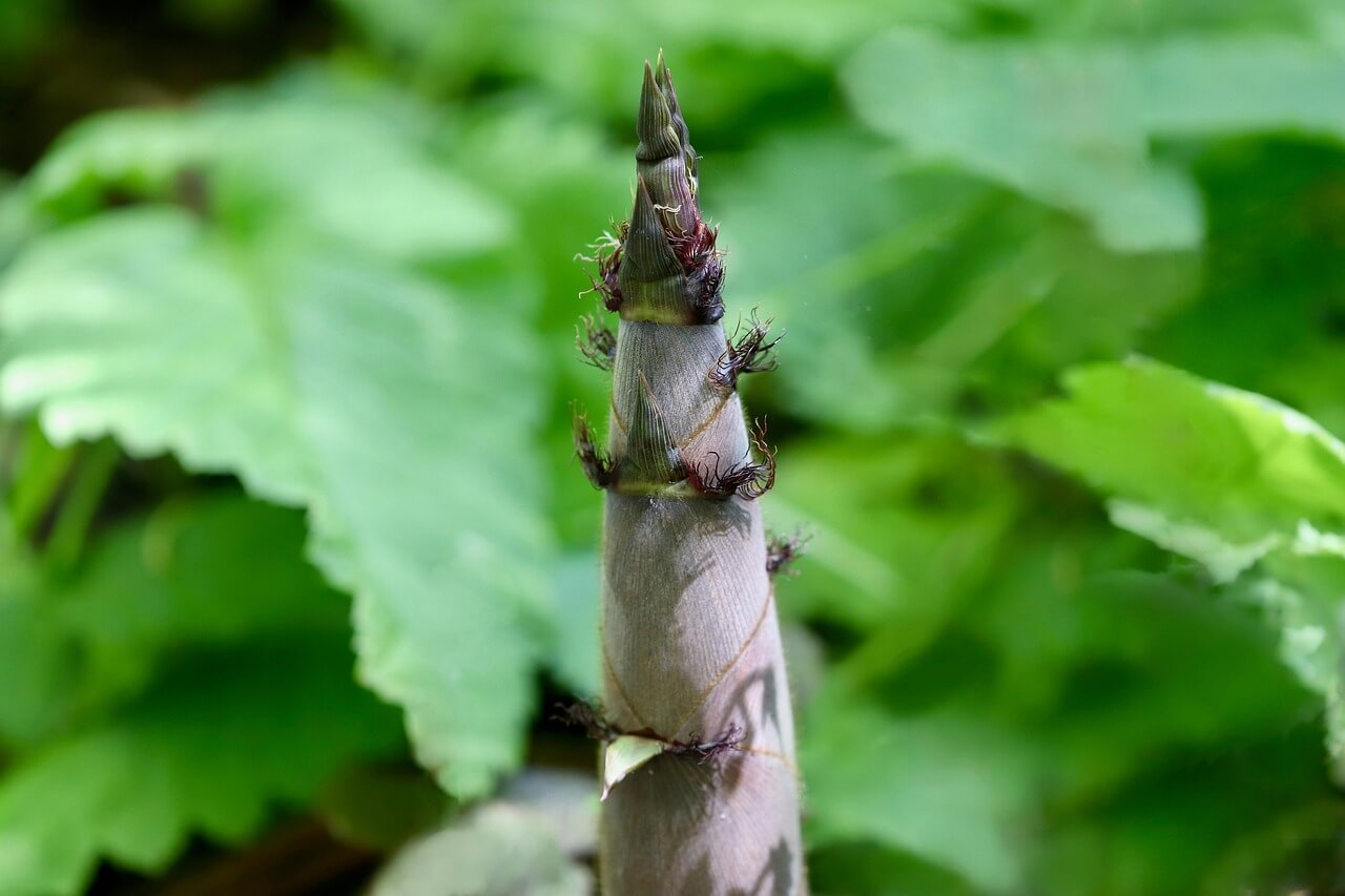 죽순 효능 죽순 요리법