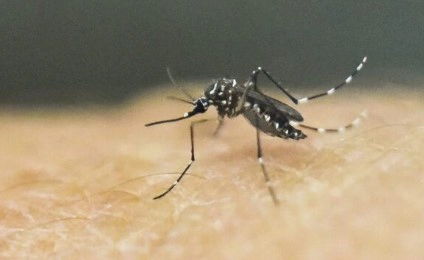 뎅기열 증상 4가지 예방접종