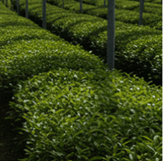 녹차 말차 차이