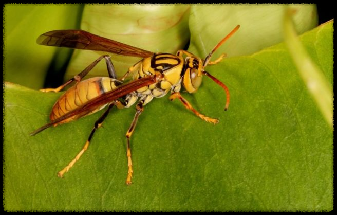 가을 산행에서 벌과 뱀 조심하는 법 - 안전한 산행을 위한 필수 가이