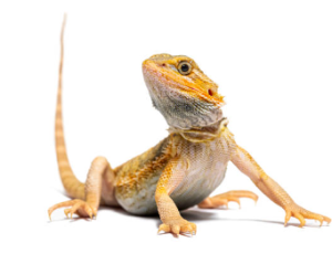 초보자도 키우기 쉬운 애완동물 10가지