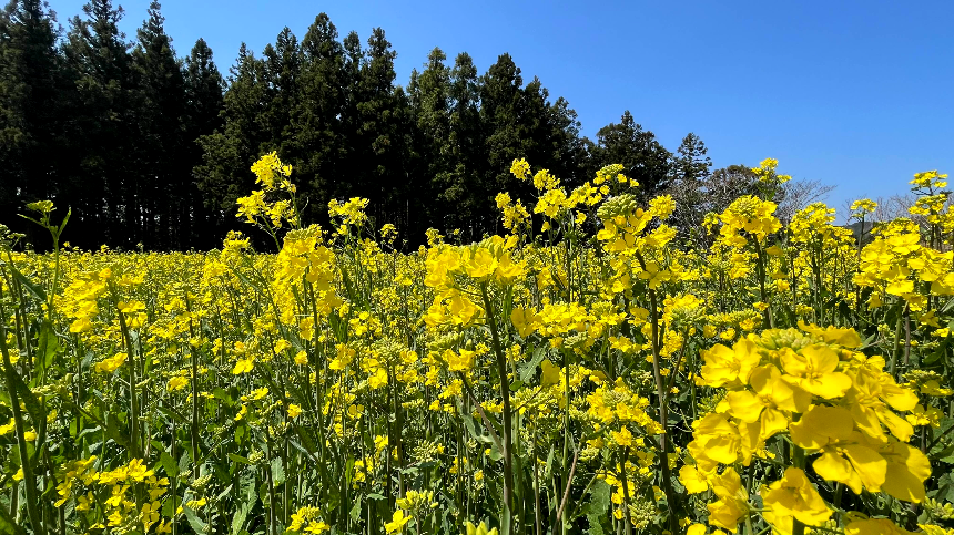 비밀의 숲 유채꽃밭