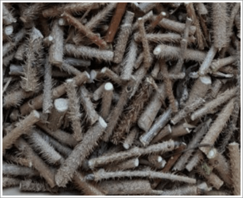 가시오가피 줄기data-ke-mobilestyle=