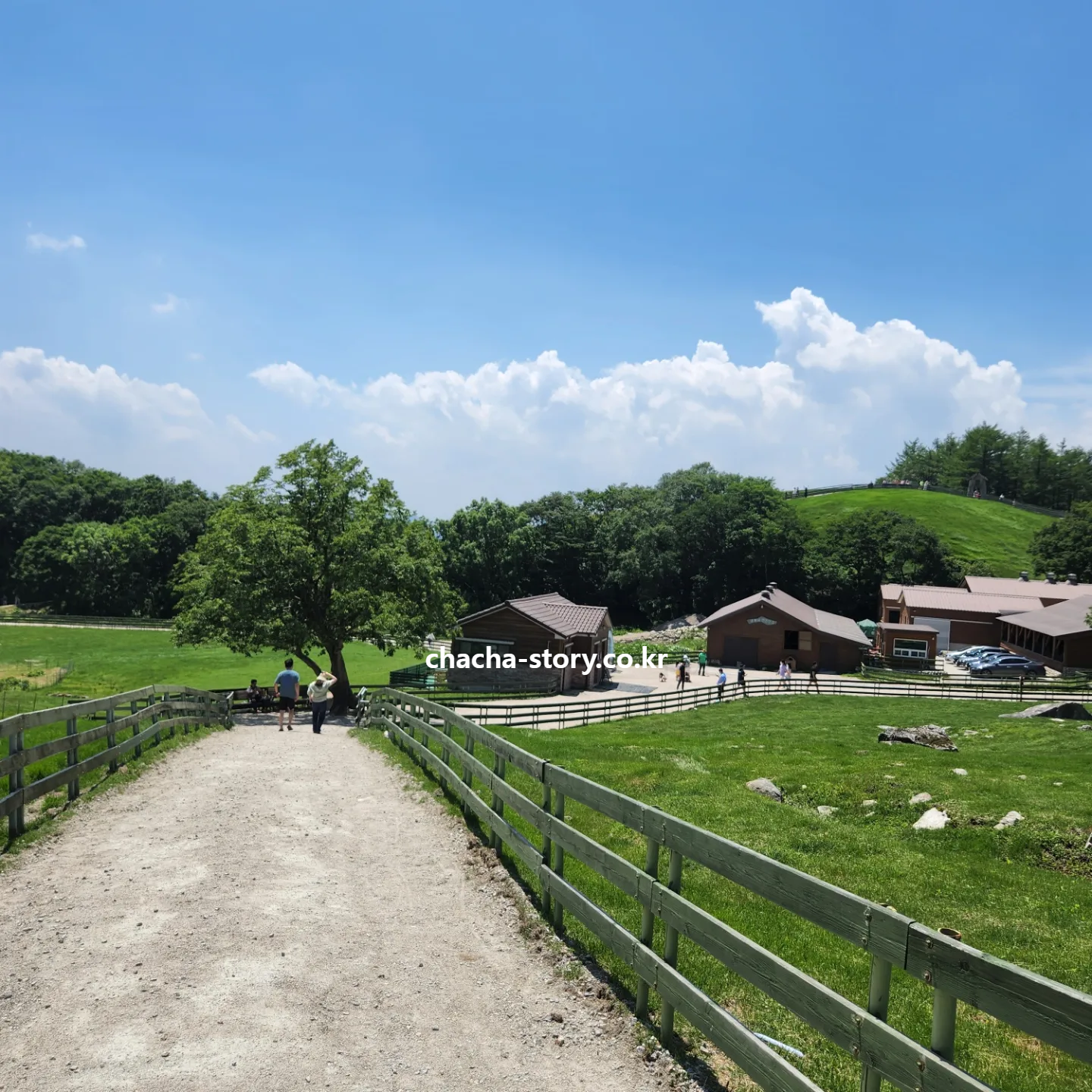 대관령-양떼목장-4