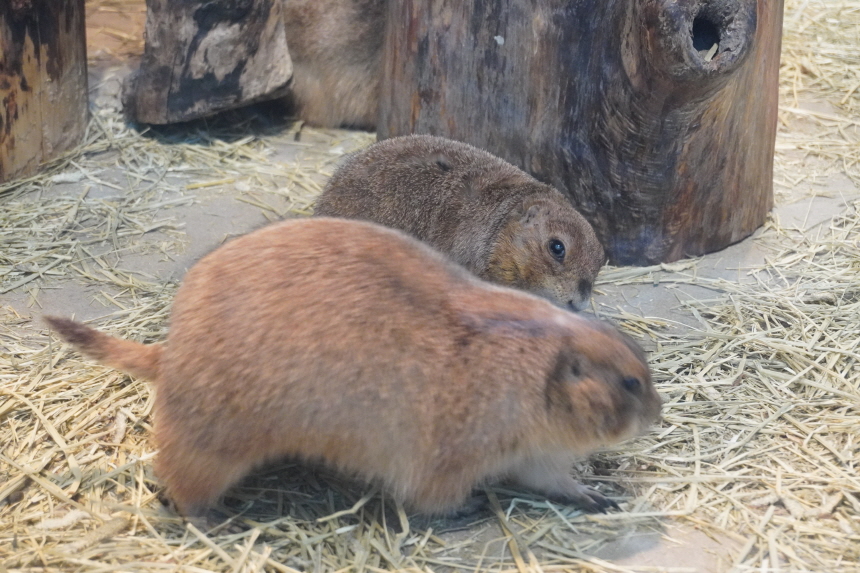 동탄 주렁주렁 동물들2