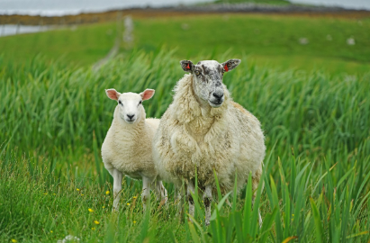 2025년 5월 양띠 운세