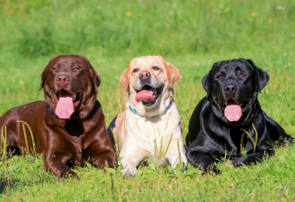 3마리가 나란히 있는 래브라도 리트리버.