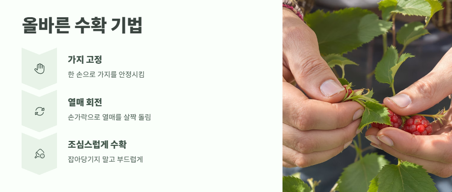 산딸기 수확시기 베스트 타이밍 6