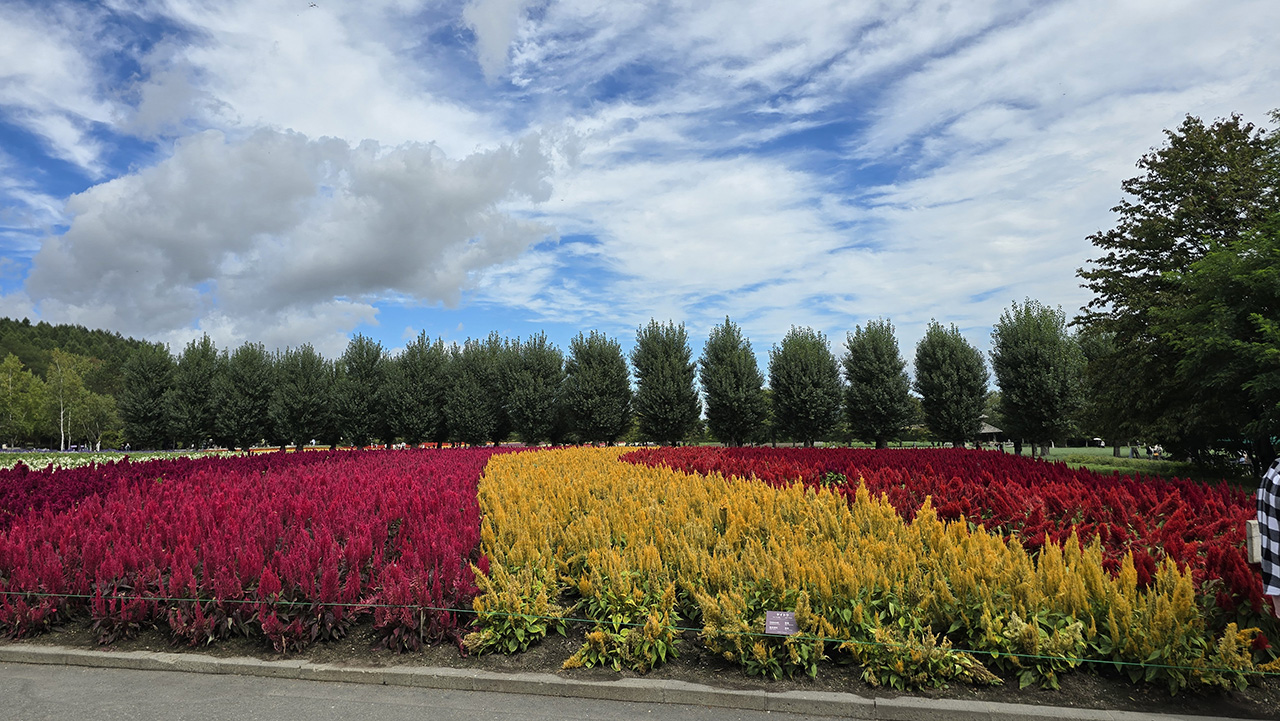 그래도 꽃이 많던 부분