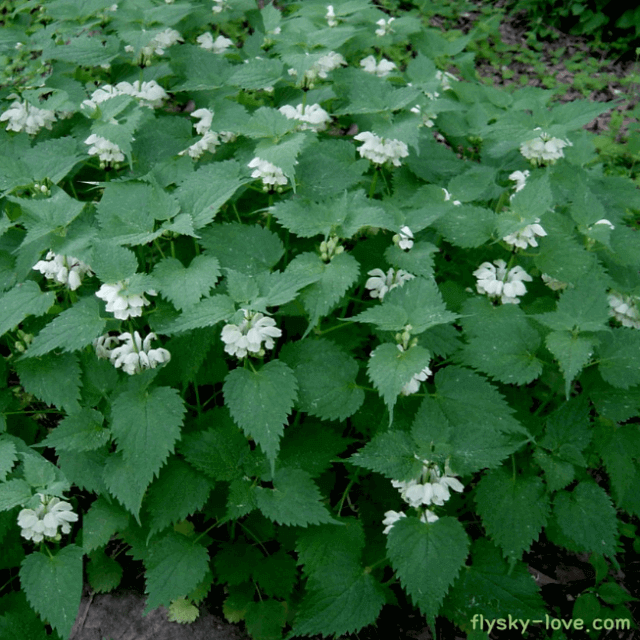 해열 작용에 효과적인 광대수염 산광대