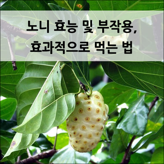 하얗게 익은 노니 열매