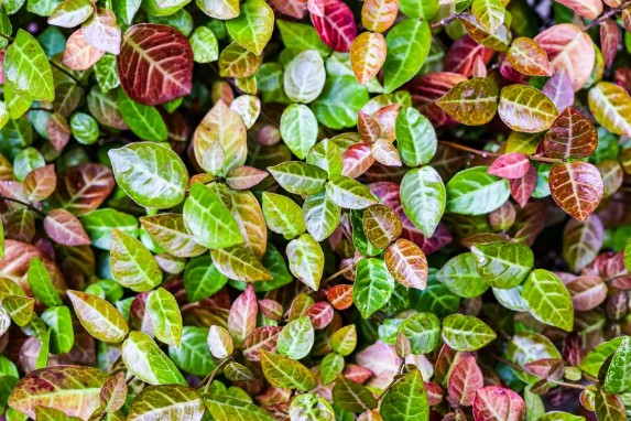 [식물키우기] 마삭줄 키우기 관리법 - 물주기, 햇빛, 온도, 습도, 흙(토양), 비료