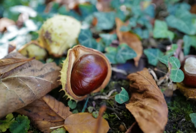 군밤장사에 대하여 알아보기