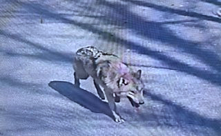 늑구 포획 실패 마취총 드론 재수사