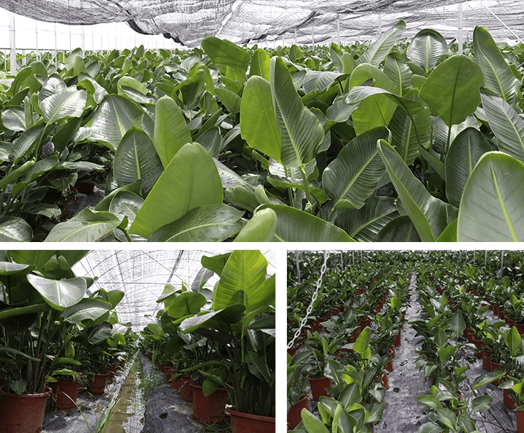 극락조 여인초 키우기 꽃말 물주기