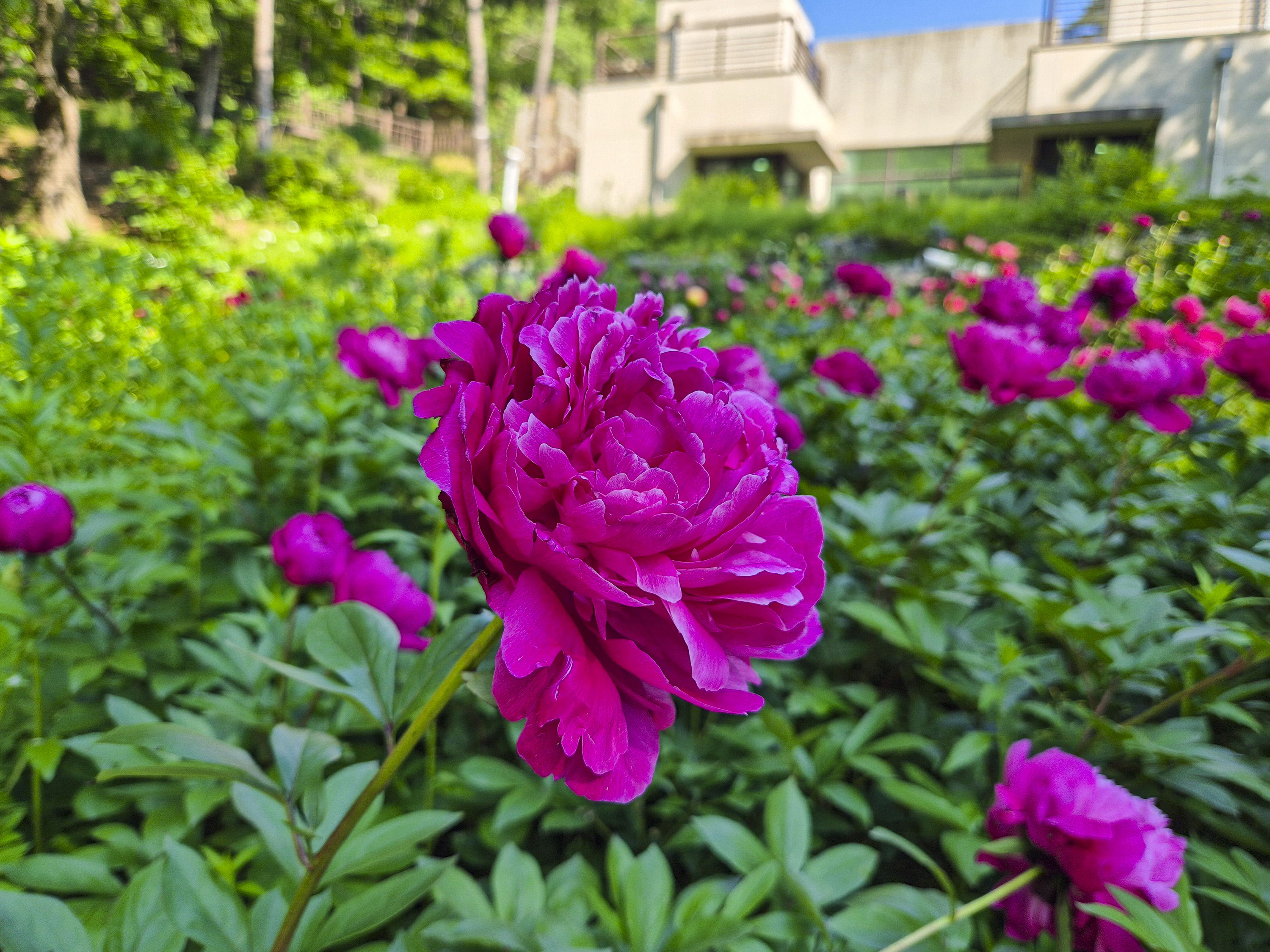 매력적인 작약 꽃의 모습