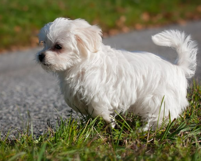 강아지 절뚝거림 슬개골 탈구 500만 원 수술비 막는 예방법